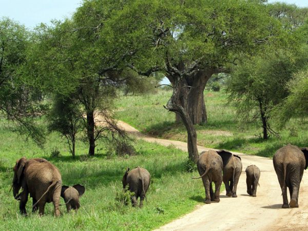 4 Days Tarangire- Ngorongoro Crater – Lake Manyara Safari