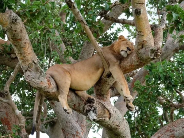 5 Days Lake Manyara-Ngorongoro Crater – Serengeti Safari
