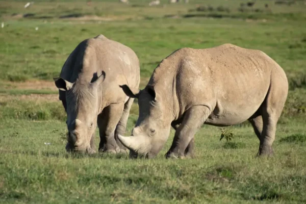 6 Days Maasai Mara – Lake Nakuru- Amboseli Safari