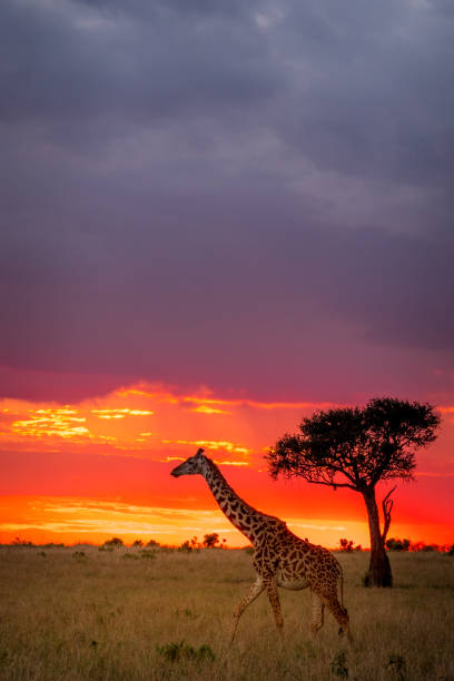 This image of Giraffe is taken at Masai Mara in Kenya.
