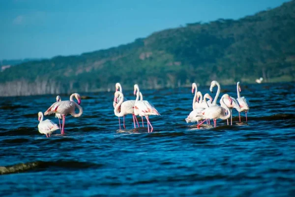 7 Days Lake Nakuru- Masai Mara- Serengeti – Ngorongoro Crater Safari