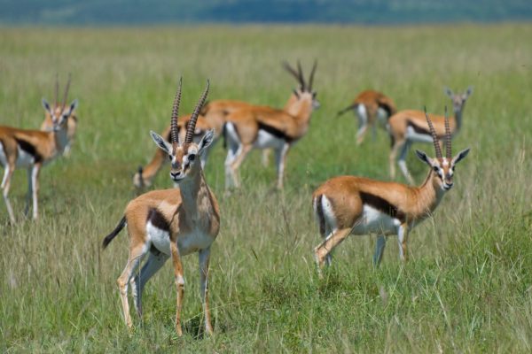8 Days Maasai Mara-Lake Nakuru-Lake Bogoria-Lake Naivasha –Amboseli