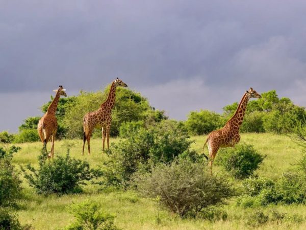 10 Days Tsavo West -Tsavo East -Taita Hills – Amboseli – Lake Naivasha – Lake Nakuru -Masai Mara Safari