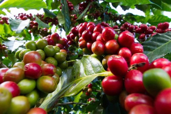 Private Tour to Fairview Coffee Farm in Nairobi with Pickup