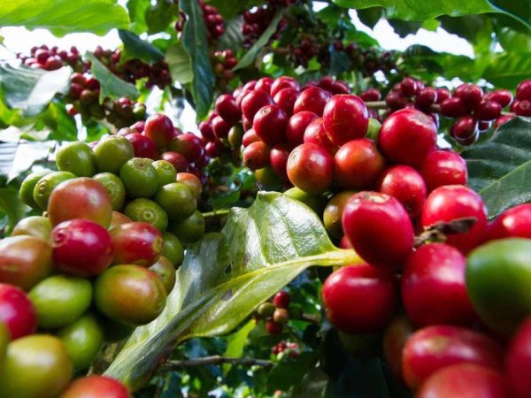 Private Tour to Fairview Coffee Farm in Nairobi with Pickup
